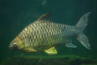 Gümüş barb olarak da bilinen elmas barb sarı gözlü