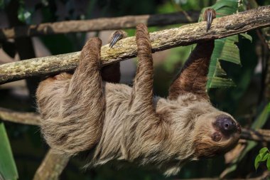 Linnaeus's two-toed sloth also known as southern two-toed sloth clipart