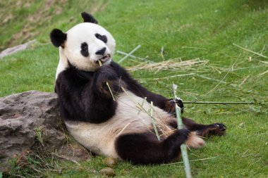 Giant panda eating bamboo in zoo clipart