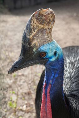 Güney cassowary cassowary olarak da bilinen çift wattled