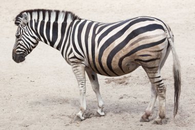Chapman'ın zebra Hayvanat Bahçesi görünümünü