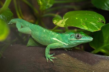 Şövalye anole olarak da bilinen Küba şövalye anole