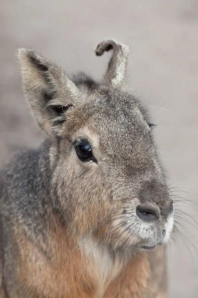 Patagonian Mara Also Known Patagonian Cavy — Stock Photo, Image