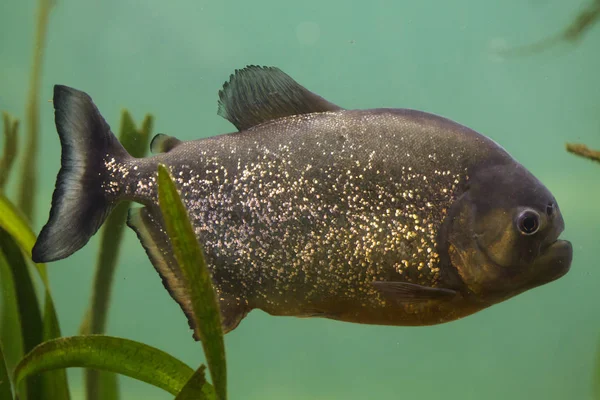 Piraña Roja También Conocida Como Piraña Vientre Rojo —  Fotos de Stock