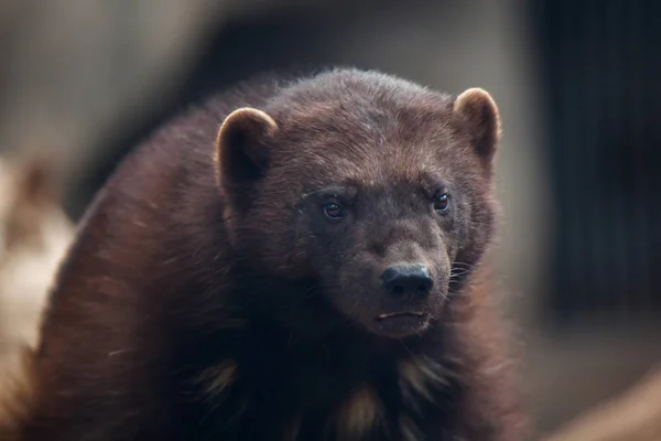 Wolverine Ook Bekend Als Veelvraat — Stockfoto