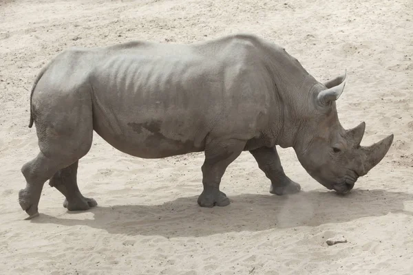 Profile View Southern White Rhinoceros Zoo — Stock Photo, Image