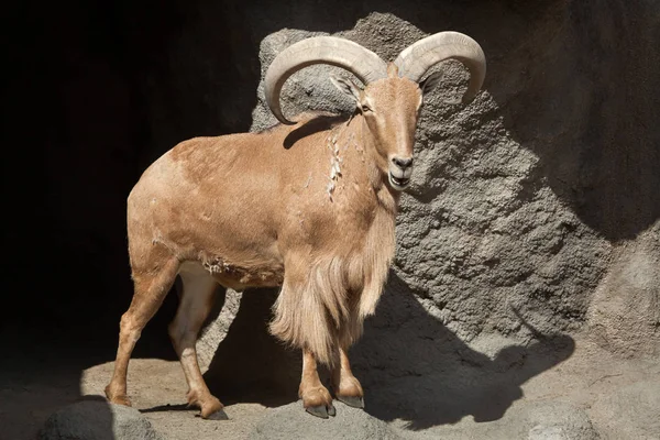 Barbary Får Med Stora Horn — Stockfoto