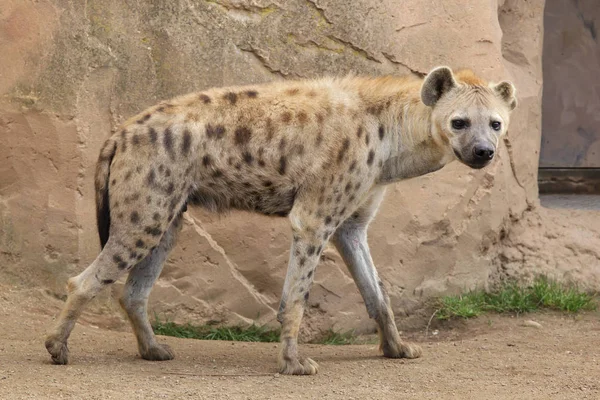 Hyène Tachetée Aussi Connue Sous Nom Hyène Riante — Photo