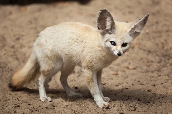 Blick Auf Fennec Fox Wildtier — Stockfoto