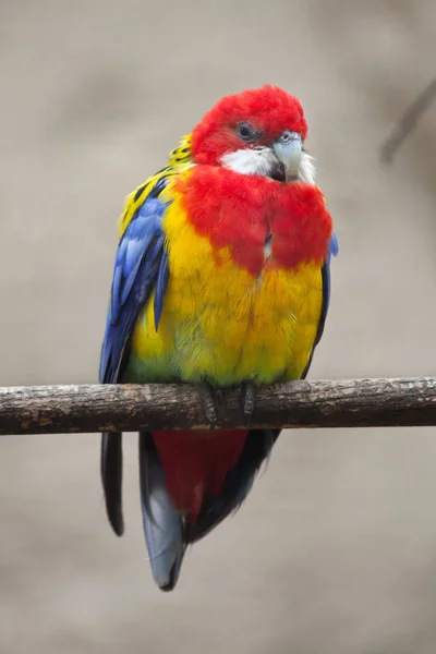 Veduta Della Rosella Orientale Nella Fauna Selvatica — Foto Stock