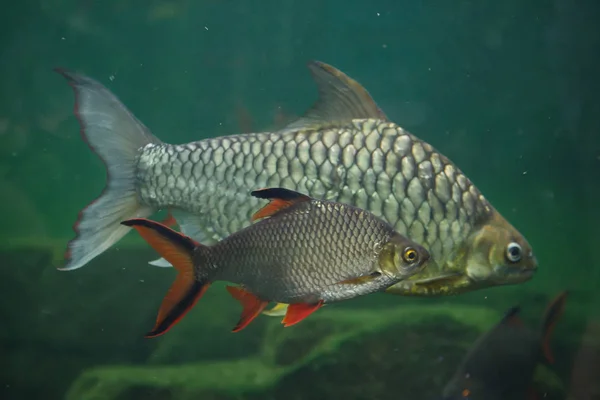 Brzanka Schwanenfelda Żółty Eyed Barb Srebrny — Zdjęcie stockowe