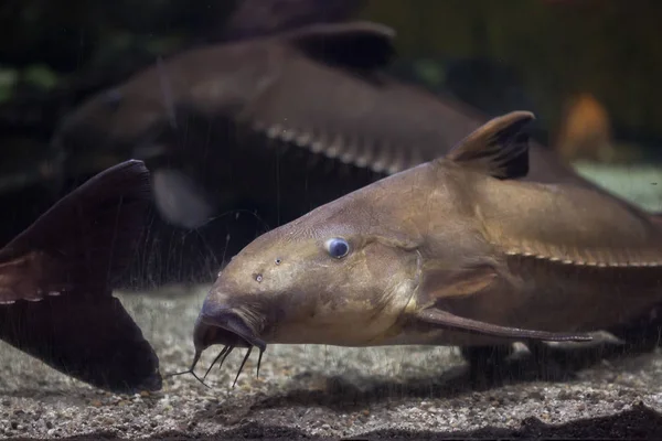 Ripsaw Yayın Balığı Kedi Balığı Cuiu Olarak Bilinen Kaplama Cuiu — Stok fotoğraf