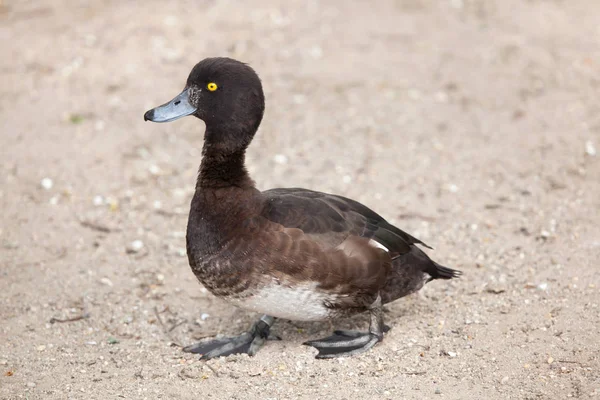 Canard Touffu Marchant Sur Sable — Photo