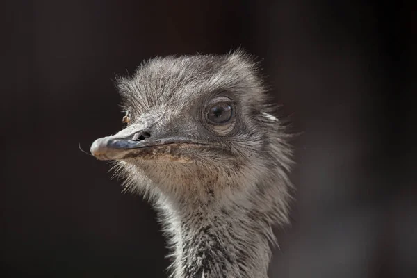 Maior Rhea Também Conhecido Como Rhea Comum — Fotografia de Stock