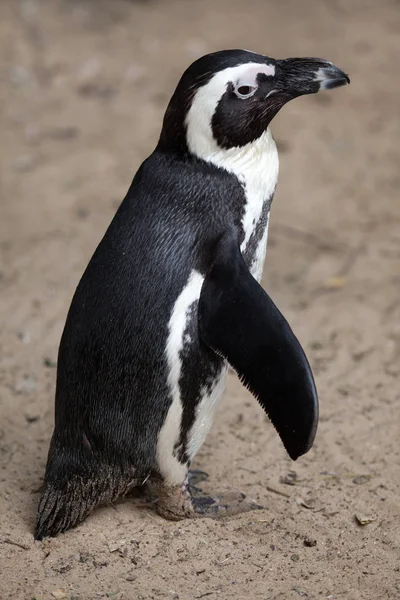 Pingüino Africano También Conocido Como Pingüino Idiota — Foto de Stock