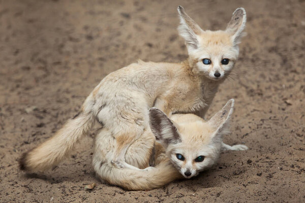Fennec foxes have sex