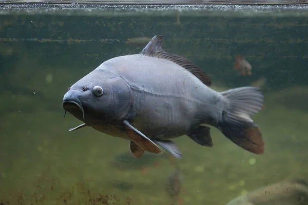 Lustro Karpia Pływanie Stawie — Zdjęcie stockowe