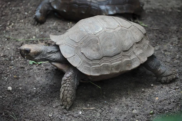 Asiatische Riesenschildkröte Auch Als Südliche Braune Schildkröte Bekannt — Stockfoto