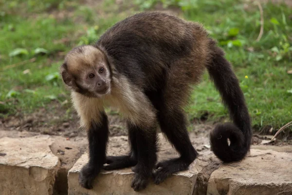 Altın Karınlı Capuchin Olarak Bilinen Kuşaklı Capuchin — Stok fotoğraf