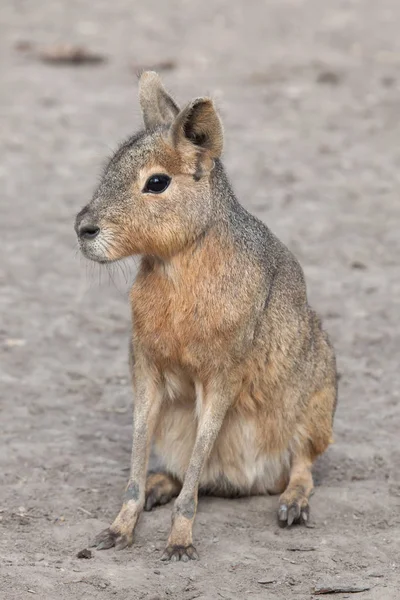 Patagonian Mara Also Known Patagonian Cavy — Stock Photo, Image