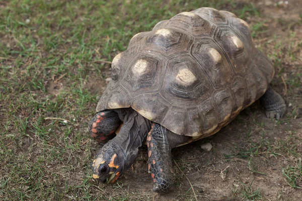Вид Красноногой Черепахи Дикой Природе — стоковое фото