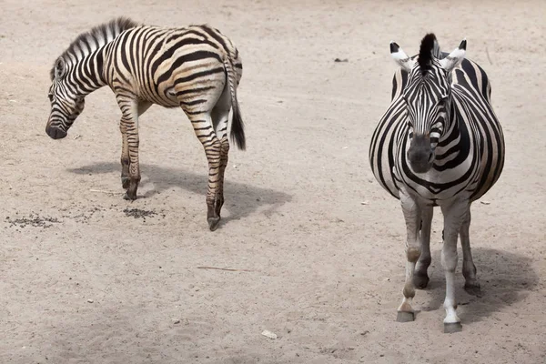 Vista Zebra Chapman Zoológico — Fotografia de Stock