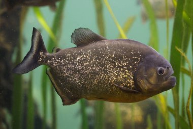 Kırmızı pirana, olarak da bilinen kırmızı karınlı piranha Yüzme portre.