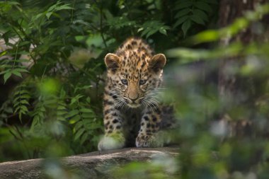 Three-month-old Amur leopard at tropical forest.  clipart