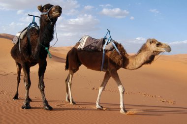 Arabian camels or Dromedaries also called one-humped camels in Sahara Desert, Morocco