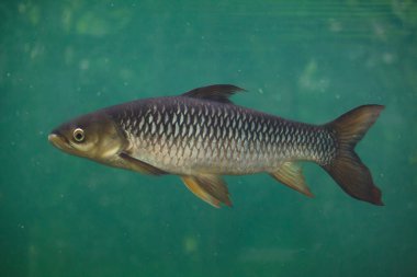 Closeup of swimming Hoven's carp, also known as the mad barb or sultan fish. clipart