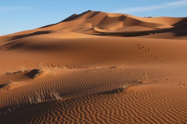 Sand dunes of Erg Chebbi in the Sahara Desert, Morocco. clipart