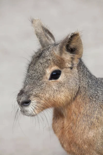 Gros Plan Mara Patagonie Également Connu Sous Nom Cavy Patagonie — Photo