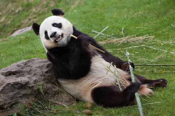 Zbliżenie Giant Panda Jedzenie Bambusa Dzikich Zwierząt — Zdjęcie stockowe