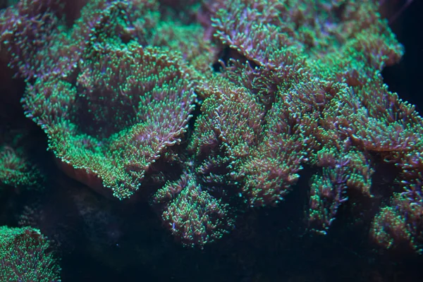 特写的 Ricordea 在水中 也称为花菇珊瑚 野生动物动物 — 图库照片