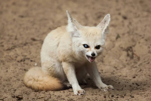 Primo Piano Della Volpe Fennec Animali Selvatici — Foto Stock