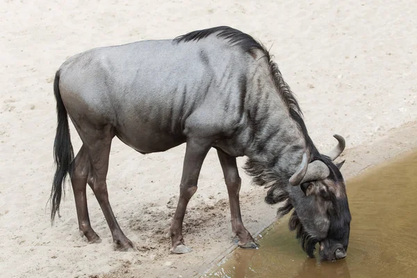 Blue Wildebeest Água Potável Também Conhecido Como Gnu Brindled — Fotografia de Stock