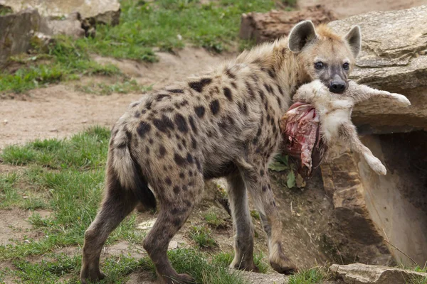 Staande Gevlekte Hyena Overdag Ook Bekend Als Lachende Hyena — Stockfoto