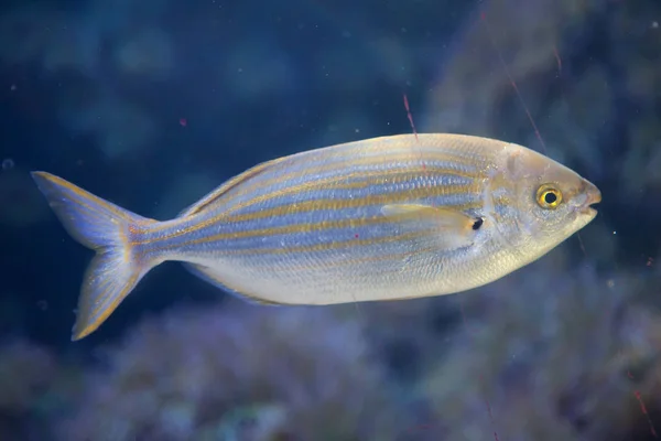 Close Natação Salema Porgy Fish — Fotografia de Stock