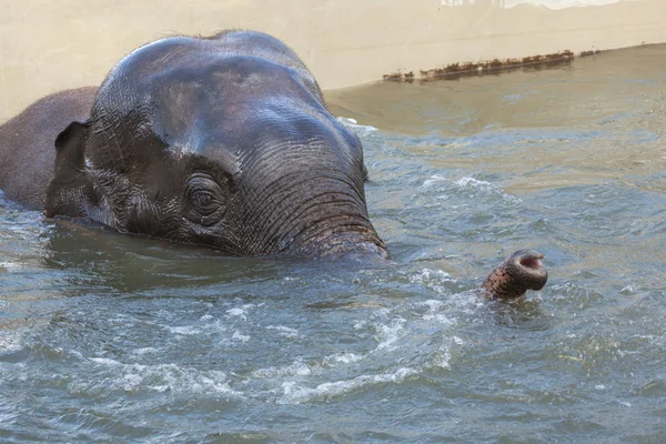 Närbild Badningen Söt Asiatisk Elefant — Stockfoto