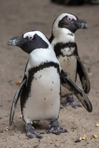 Closeup African Penguins Also Known Jackass Penguins Black Footed Penguins — Stock Photo, Image