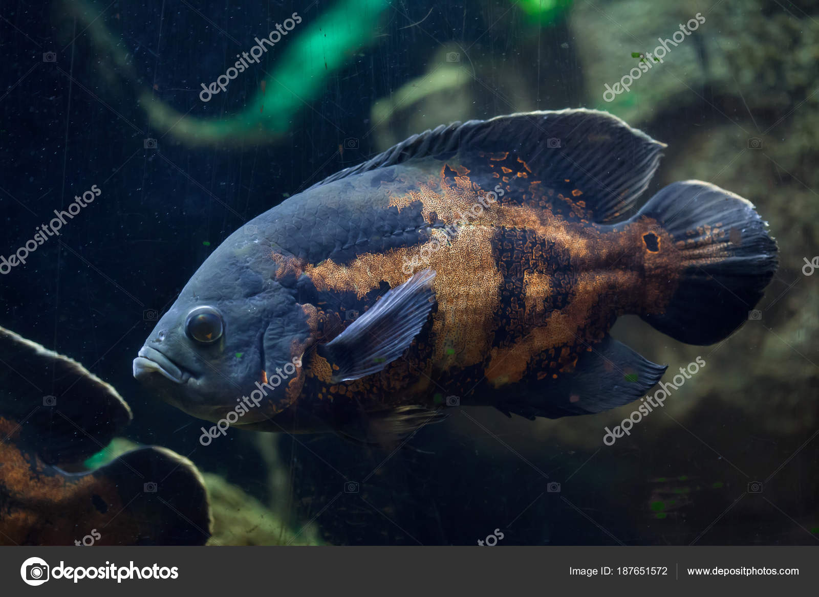 Gros Plan Poissons Eau Douce Tropicaux Oscar Photographie