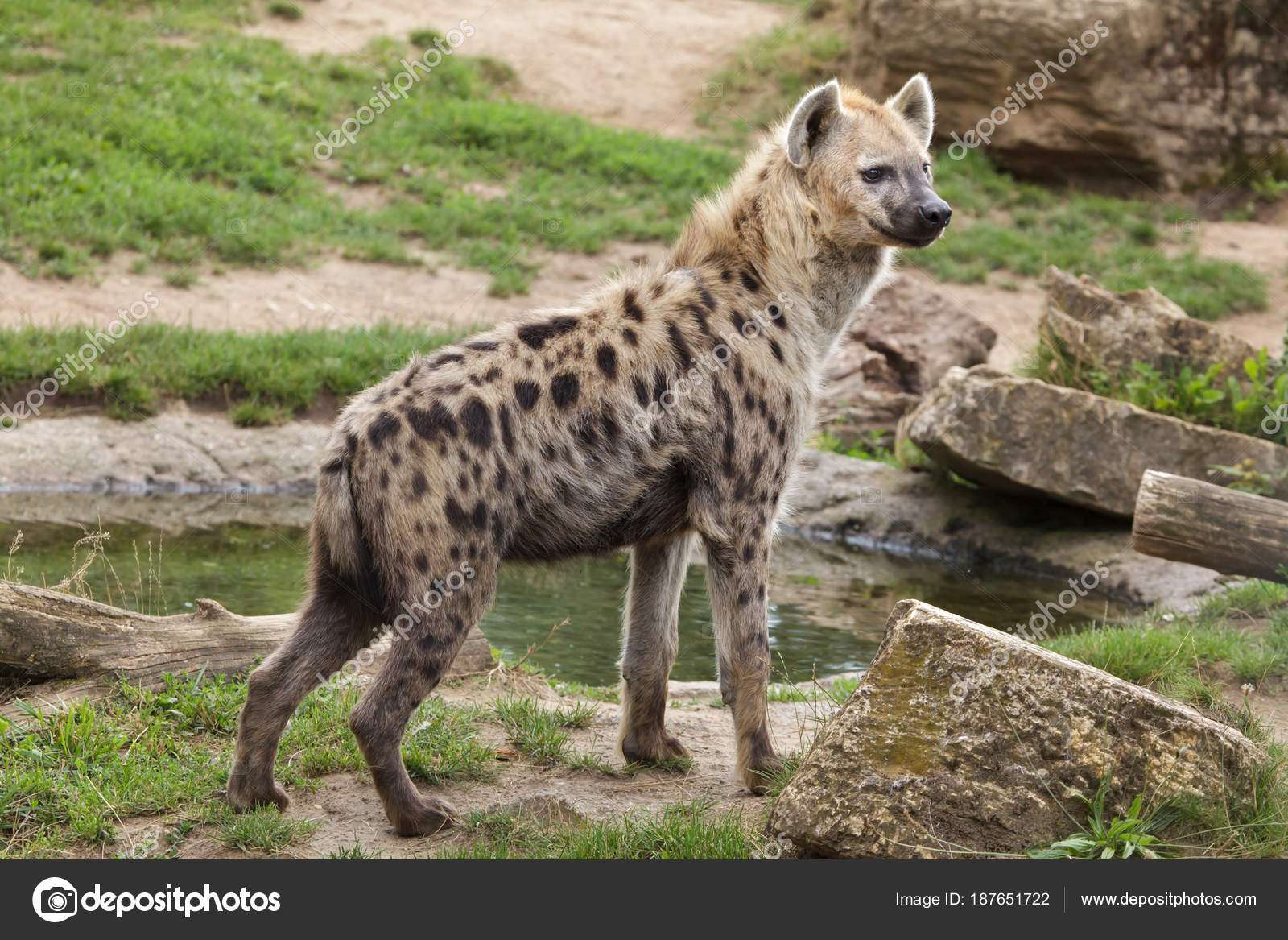Hyena Stock Photos, Royalty Free Hyena Images | Depositphotos Hyena Stock Photos, Royalty Free Hyena Images | Depositphotos