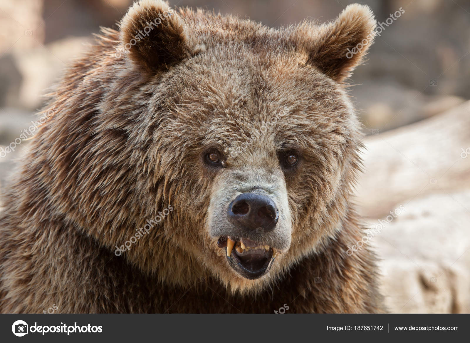Eurasian Brown Bear Vs Grizzly