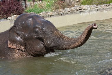 Asya filin havuzda yüzme yakın çekim