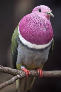 Pembe başlı meyve güvercini, olarak da bilinen temmincks meyve güvercin yakın çekim