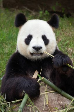 Dev panda bambu sopalarla, yakın çekim 