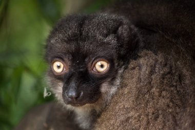 Beyaz önlü kahverengi lemur yakın çekim