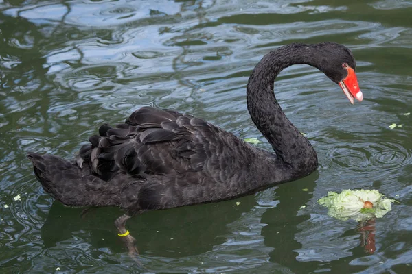 Close Van Zwarte Zwaan Drijvend Het Water — Stockfoto