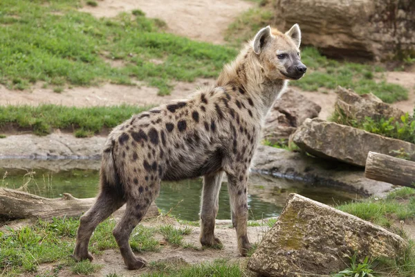 Gros Plan Hyène Tachetée Également Connue Sous Nom Hyène Rieuse — Photo