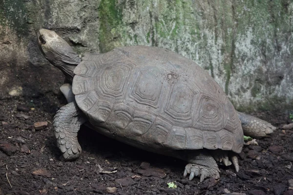 Close Van Aziatische Reuzenschildpad Ook Bekend Als Zuidelijke Bruin Schildpad — Stockfoto